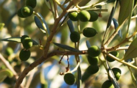 Sorteo de Aceite Oleura