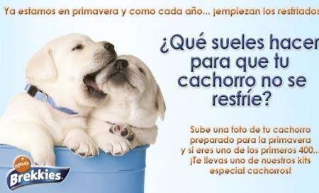 Muestras gratis Brekkies