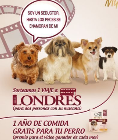 sorteo de viaje con mascota purina one