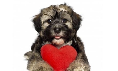 Sorteo gratis de San Valentin