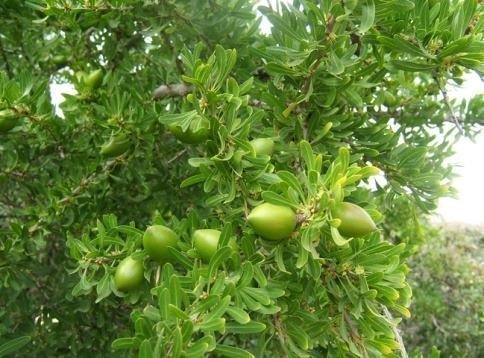 usos-del-aceite-de-argan
