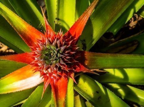 piña