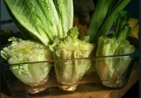 rebrotar-lechuga