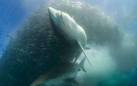 concurso-nat-geo