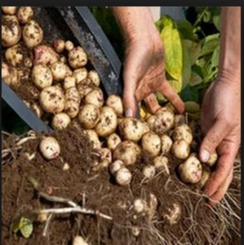 patatas-en-terraza