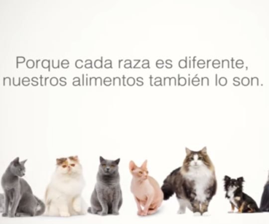 sorteo-royal-canin