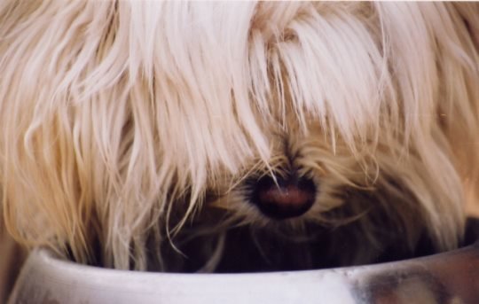 comida-seca-perros-casera