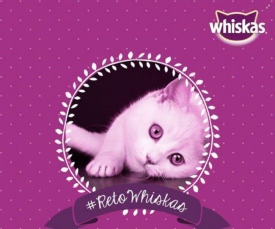 promocion-whiskas