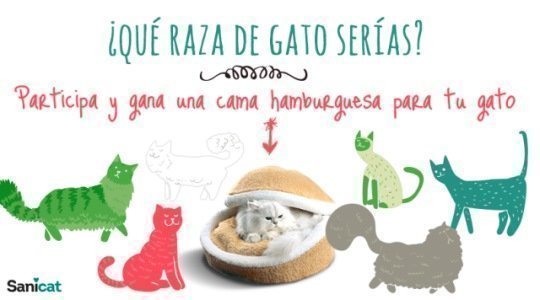 sorteo-gratuito-de-cama-para-gatos