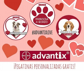 etiquetas-personalizadas-gratis-para-perros