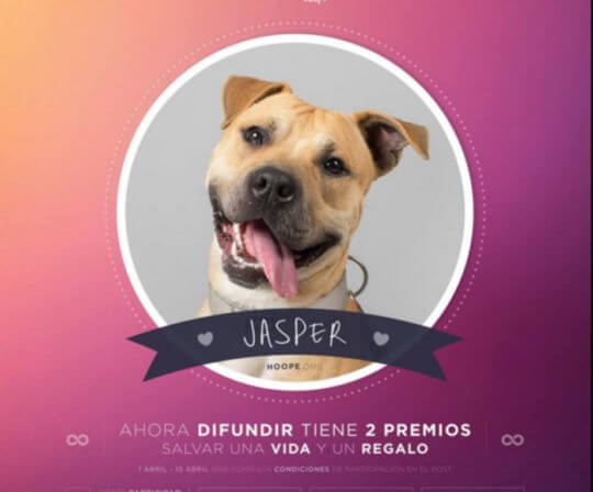 sorteo-hoope