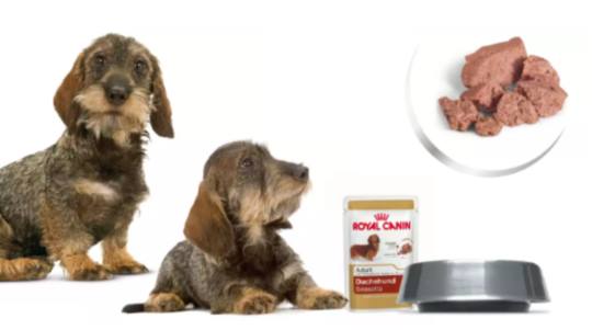 royal-canin-muestras