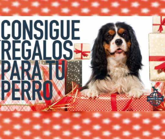 sorteo-dia-mundial-del-perro