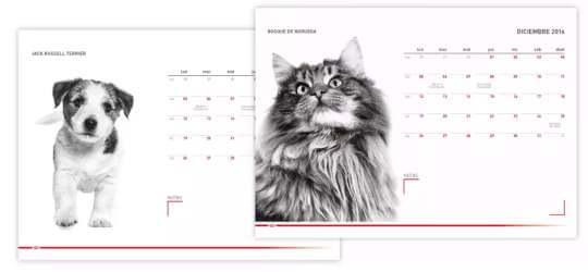regalo-gratis-de-royal-canin