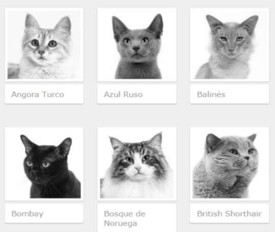 sorteo-royal-canin