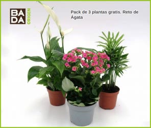 bada-origen-reto-de-agata-3-plantas-gratis