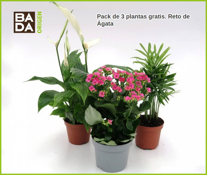 bada-origen-reto-de-agata-3-plantas-gratis
