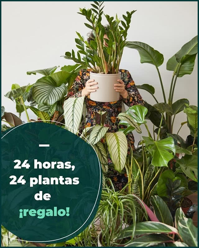 Sorteo Colvin Jungle 24 Horas 24 Plantas