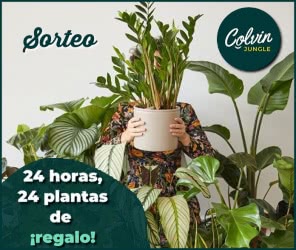 Sorteo Colvin Jungle 24 Plantas