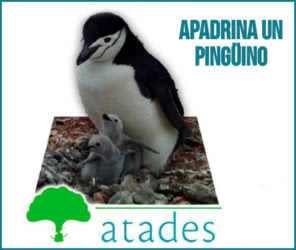 Gratis Antártica Ejército Tierra Apadrina Pingüino
