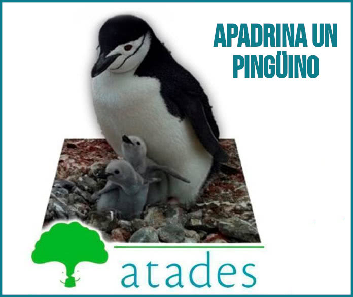 Gratis Antártica Ejército Tierra Apadrina Pingüino