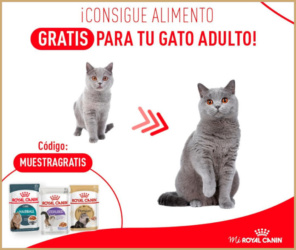 Muestras Gratis Royal Canin Gato Adulto