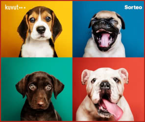 Sorteo Kuvut 3 Premios Para Mascotas