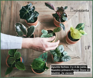 Gratis Miniplata 140 Miniplantas Regalo