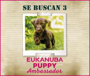 Sorteo Eukanuba 3 Embajadores
